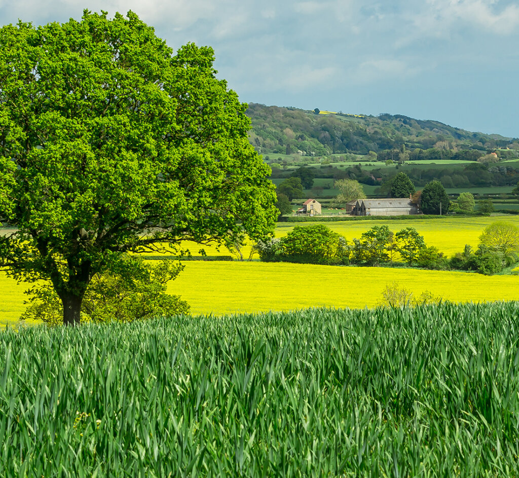 View of the beautiful countryside in around the rural hamlet of Kilburn with large oak tree surrounded by colourful growing crops, barns and green fields